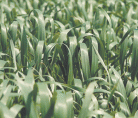 If Oat Acres Increase By 10 Percent, Prices Will Remain Strong But If There Is A 25 Percent Jump, Expect A Price Drop, Says A Market Analyst. | File Photo