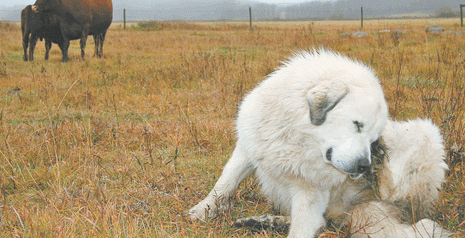 can dogs abortions keep dogs out of cattle feed to reduce risk of abortions the western producer can dogs abortions keep dogs out of cattle feed to reduce risk of abortions the western producer