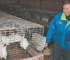 Producer Joy Popowich Says Consumers Have Trouble Fathoming Rabbit For Supper Because Of The “bunny Syndrome.” | Calvin Daniels Photo