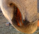 Infection Of The Guttural Pouches Must Be Treated Quickly To Prevent Nerve Damage, Bone Infection Or A Fatal Bleed. | Jamie Rothenburger Photo