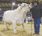 Garner Deobald Of Cedarlea Farms Of Hodgeville, Sask., Leads Css Sir Gridmaker 2w, His Two-year-old Charolais Bull. It Was Named Supreme Champion Bull Of The Lloydminster Stockade Roundup. | Justina Contenti Photo