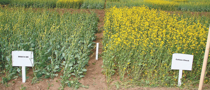 One of seven elite lines of brassica carinata, or Ethiopian mustard, at left, alongside a check crop of Vulcan at a Swift Current, Sask. research site last summer.  |  File photo