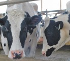 Although lameness is a major concern among farmers, many do not make improvements due to labour and equipment costs. | File photo