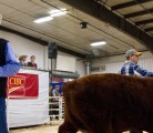 A ringman looks for bidders during the Pride of the Prairies Bull Sale on March 5 at the Lloydminster Agricultural Exhibition grounds. This year’s sale grossed $569,900. | Justina Contenti Photo