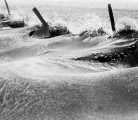The federal government created the shelterbelt program to reduce the effects of soil erosion. | File photo