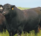 The Breeding Soundness Evaluation form provides buyers looking for quality bulls with plenty of medical and performance data. | File photo