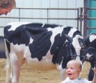 Junior judge Lee Simanton of Ponoka, Alta., inspects the clipping job Corban Friesen of Drake, Sask., did as he leads his Holstein calf in the Pee Wee Showmanship class at the Western Canadian Livestock Expo in Saskatoon April 13. Beverly Chard helps Friesen show his animal. | William DeKay photo