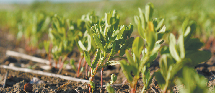 Lentil Seedling