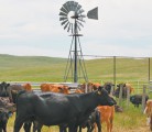 Cow-calf producers can expect another year of high prices, says analyst Anne Dunford. But larger carcasses at slaughter might mean that as the North American herd rebuilds, it won’t return to numbers seen in the past. | File photo