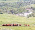 Lessons learned about market cow transport during the BSE crisis are paying off today. These heifers in a pasture along Yarrow Creek in southern Alberta won’t have to face shipping for a few years. | Barb Glen photo