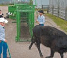 A tagging and body condition score demonstration took place during the Western Beef Development Centre’s 14th annual field day held at the Termuende Research Ranch near Lanigan, Sask., June 26. | William DeKay photo