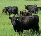 The Black Angus cattle herd observes attendees during the Organic Alberta day at Pine Terra. | Brenda Frick photo