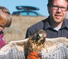 Kamryn Heck, 3, and her father, James Heck, of Calgary prepare to release a hawk Oct. 4 near Lethbridge. It was one of two rescued by Pam Bergen on her farm near Cardston, Alta., after a July hailstorm killed the hawk’s parents. | Barb Glen photo