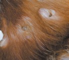 This steer has an ear infection at the site of a hormone implant. Avoid this by using proper implanting techniques and by keeping the implant gun clean and swiped each time. | File photo