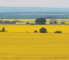 Crop disease such as blackleg and clubroot show the folly of ignoring agronomics. | File photo