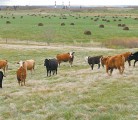 Cattle producers using federal community pastures in Saskatchewan want to delay the transfer of the first 10 from government to users. | File photo