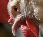 The B.C. poultry industry is worth nearly $500 million annually to that provinces G.D.P. | Michael Raine photo