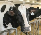 Industrial milk prices, the price Canadian farmers receive for their product, will increase 0.9 percent for 2013. That is well behind Canadian food inflation of 2.4 percent and was granted to cover increased feed costs due to high agricultural commodity prices. | Michael Raine photo
