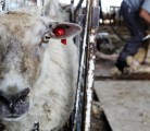 Scrapie can be eradicated with targeted breeding programs and the right genetics. | Michael Raine photo