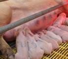 Well used farrowing pens and properly stocked feeding units make farmers more margin than a 30 pig-weaned target. | Mike Raine photo