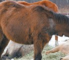 Horses in poor condition could be the result of fluctuating weather and available feed. | File photo
