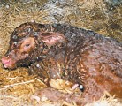 Healthy calves will be lying on their chests within the first few minutes of birth. | File photo