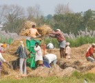 India is wetter than normal for this time of year but analysts say the harvest of pulses and cereals have not seen significant damage yet. | File photo