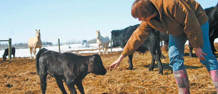 Mary Ann Stevenson entertains a three-week-old calf. |  Barbara Duckworth photo