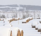 The long, snowy winter of 2013 has put pressure on feed supplies for Saskatchewan cattle producers. | File photo