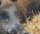 98_1col_boar-copy