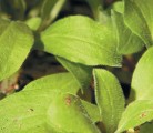 White cockle, also called white campion, produces a large number of seeds. Its deep taproot makes it hard to eliminate one established. | File photo