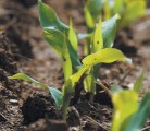 Corn spacing is critical to yield because the plants are competitive. | File photo