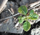 Canola seeded deep in wet, cold soil must fight to emerge through an unforgiving soil’s crust. | File photo