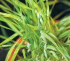 Foxtail barley can be eliminated using heavy crop canopies and herbicide combinations. | File photo