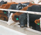 Some analysts say reduced North American livestock herds and the potential for weak corn demand are not getting enough attention in crop markets. | File photo