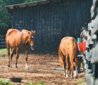 Recommended vaccines depend on the horse’s activity, but for tetanus, ‘every single horse should get it every single year,’ says a veterinarian and instructor in large animal medicine. | File photo