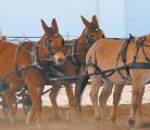 Terry Aris of Lundbreck, Alta., drives his four mule team around the warm-up arena before showing off the diversity of mules during the Mane Event held April 25-27 in Red Deer. | Mary MacArthur photo