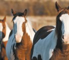 The efficacy of dewormers can be determined by a fecal egg count reduction test administered 14 days after deworming has been done.
| Chelsey Schaffel photo