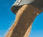 A record world wheat crop and the potential for strong competition among global exporters could weaken wheat prices. | File photo