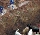 Police sharpshooters destroy livestock infected with foot-and-mouth disease in a pit in the southern state of Rio Grande do Sul, Brazil on May 17, 2001. Widespread livestock eradication has been the usual response to FMD outbreaks in the past. | Reuters photo