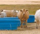 Scientists look at ways to improve the quality of beef through genetics, environmental factors, feed and animal management. | File photo