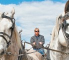 Janice Rutherford of Grosse Isle, Man., had this pair of grey Percheron geldings for sale at the Wild Rose Draft Horse Classic. They sold for $3,100 each to Cathy Ollenberger of Saskatoon. | Barbara Duckworth photo