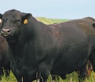 Bulls semen tests often improve as the animal matures, so don’t test too early, veterinarians advise. | File photo