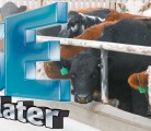 Canada's beef industry has yet to fully recover from the discovery of BSE 10 years ago.