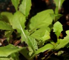 Reduced tillage and continuous cropping have created a nearly ideal environment for dandelions. | Michael Raine photo