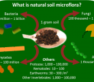 74_natural soil microflora-conceptual image copy