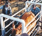 Use skilled help when processing cattle and seek help from neighbours, friends and the foreign workers program for other chores. | File photo