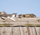 A vasectomy-hysterectomy option may help reduce the number of free-roaming and feral cats that cause health issues and reduce bird numbers. | File photo