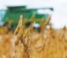 The U.S. Department of Agriculture has revised its estimate of the 2012 soybean crop, driving up its Sept. 1 soybean stocks number. While larger than expected, the stocks number was still the smallest in four years. | File photo