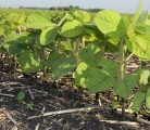 Climate change will cause the the grain industry in the Prairies to change dramatically: Weather experts. | Robert Arnason photo.